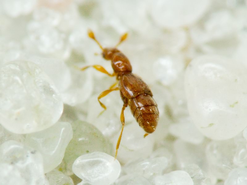 Trimium brevicorne (Reichenbach, 1816)